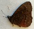  ( - CEP-DNA6571)  @11 [ ] by-nc-sa (2024) MZUJ Jagiellonian University, Nature Education Centre