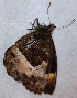  ( - CEP-DNA6576)  @11 [ ] by-nc-sa (2024) MZUJ Jagiellonian University, Nature Education Centre