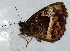  ( - CEP-DNA6591)  @11 [ ] by-nc-sa (2024) MZUJ Jagiellonian University, Nature Education Centre