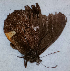  (Pedaliodes hardyi - CEP-DNA6607)  @11 [ ] by-nc-sa (2024) MZUJ Jagiellonian University, Nature Education Centre