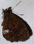  ( - CEP-DNA6620)  @11 [ ] by-nc-sa (2024) MZUJ Jagiellonian University, Nature Education Centre