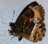  ( - CEP-DNA6642)  @11 [ ] by-nc-sa (2024) MZUJ Jagiellonian University, Nature Education Centre