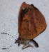  ( - CEP-DNA6647)  @11 [ ] by-nc-sa (2024) MZUJ Jagiellonian University, Nature Education Centre