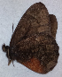  ( - CEP-DNA6649)  @11 [ ] by-nc-sa (2024) MZUJ Jagiellonian University, Nature Education Centre