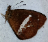  ( - CEP-DNA6684)  @11 [ ] by-nc-sa (2024) MZUJ Jagiellonian University, Nature Education Centre