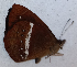  ( - CEP-DNA6687)  @11 [ ] by-nc-sa (2024) MZUJ Jagiellonian University, Nature Education Centre