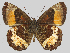  (Pedaliodes bernardi - CEP-DNA6694)  @11 [ ] by-nc-sa (2024) MZUJ Jagiellonian University, Nature Education Centre