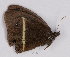  ( - CEP-DNA6991)  @11 [ ] by-nc-sa (2024) MZUJ Jagiellonian University, Nature Education Centre