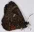  ( - CEP-DNA7023)  @11 [ ] by-nc-sa (2024) MZUJ Jagiellonian University, Nature Education Centre