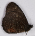  ( - CEP-DNA7025)  @11 [ ] by-nc-sa (2024) MZUJ Jagiellonian University, Nature Education Centre