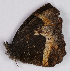  ( - CEP-DNA7035)  @11 [ ] by-nc-sa (2024) MZUJ Jagiellonian University, Nature Education Centre