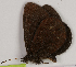  ( - CEP-DNA7661)  @11 [ ] by-nc-sa (2024) MZUJ Jagiellonian University, Nature Education Centre