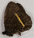  ( - CEP-DNA7663)  @11 [ ] by-nc-sa (2024) MZUJ Jagiellonian University, Nature Education Centre