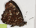  ( - CEP-DNA7682)  @11 [ ] by-nc-sa (2024) MZUJ Jagiellonian University, Nature Education Centre
