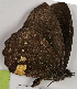  ( - CEP-DNA7694)  @11 [ ] by-nc-sa (2024) MZUJ Jagiellonian University, Nature Education Centre