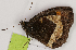  ( - CEP-DNA7696)  @11 [ ] by-nc-sa (2024) MZUJ Jagiellonian University, Nature Education Centre