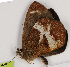  ( - CEP-DNA7698)  @11 [ ] by-nc-sa (2024) MZUJ Jagiellonian University, Nature Education Centre