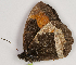  ( - CEP-DNA7706)  @11 [ ] by-nc-sa (2024) MZUJ Jagiellonian University, Nature Education Centre