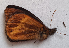  ( - CEP-DNA5885)  @11 [ ] by-nc-sa (2023) MZUJ Jagiellonian University, Nature Education Centre