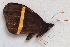  ( - CEP-DNA5888)  @11 [ ] by-nc-sa (2023) MZUJ Jagiellonian University, Nature Education Centre