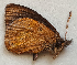  ( - CEP-DNA5928)  @11 [ ] by-nc-sa (2023) MZUJ Jagiellonian University, Nature Education Centre