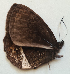  ( - CEP-DNA5942)  @11 [ ] by-nc-sa (2023) MZUJ Jagiellonian University, Nature Education Centre
