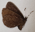  ( - CEP-DNA5971)  @11 [ ] by-nc-sa (2023) MZUJ Jagiellonian University, Nature Education Centre