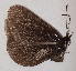 ( - CEP-DNA5973)  @11 [ ] by-nc-sa (2023) MZUJ Jagiellonian University, Nature Education Centre