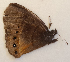  ( - CEP-DNA6052)  @11 [ ] by-nc-sa (2023) MZUJ Jagiellonian University, Nature Education Centre