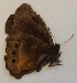  ( - CEP-DNA6053)  @11 [ ] by-nc-sa (2023) MZUJ Jagiellonian University, Nature Education Centre