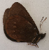  ( - CEP-DNA6110)  @11 [ ] by-nc-sa (2023) MZUJ Jagiellonian University, Nature Education Centre