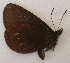  ( - CEP-DNA6111)  @11 [ ] by-nc-sa (2023) MZUJ Jagiellonian University, Nature Education Centre