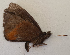  ( - CEP-DNA6127)  @11 [ ] by-nc-sa (2023) MZUJ Jagiellonian University, Nature Education Centre