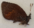  ( - CEP-DNA6131)  @11 [ ] by-nc-sa (2023) MZUJ Jagiellonian University, Nature Education Centre