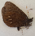  ( - CEP-DNA6139)  @11 [ ] by-nc-sa (2023) MZUJ Jagiellonian University, Nature Education Centre