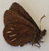  ( - CEP-DNA6140)  @11 [ ] by-nc-sa (2023) MZUJ Jagiellonian University, Nature Education Centre