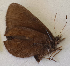  ( - CEP-DNA6152)  @11 [ ] by-nc-sa (2023) MZUJ Jagiellonian University, Nature Education Centre