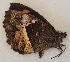  (Pedaliodes phaea - CEP-DNA6154)  @11 [ ] by-nc-sa (2023) MZUJ Jagiellonian University, Nature Education Centre