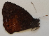  ( - CEP-DNA6237)  @11 [ ] by-nc-sa (2023) MZUJ Jagiellonian University, Nature Education Centre