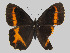  (Pedaliodes uaniuna - CEP-DNA6274)  @11 [ ] by-nc-sa (2023) MZUJ Jagiellonian University, Nature Education Centre