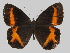  ( - CEP-DNA6275)  @11 [ ] by-nc-sa (2023) MZUJ Jagiellonian University, Nature Education Centre
