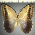  ( - CFC34748)  @11 [ ] copyright (2024) Center For Collection-Based Research Center For Collection-Based Research
