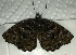  (Panyapedaliodes sp. CF02 - CFCA06163)  @11 [ ] copyright (2024) Center For Collection-Based Research Center For Collection-Based Research