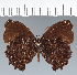  (Steroma sp. CF02 - CFCD02714)  @11 [ ] copyright (2023) Center For Collection-Based Research Center For Collection-Based Research