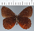  (Pedaliodes sp. CF22 - CFCD02717)  @11 [ ] copyright (2023) Center For Collection-Based Research Center For Collection-Based Research