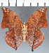  (Zaretis sp. CF06 - CFCD02725)  @11 [ ] copyright (2023) Center For Collection-Based Research Center For Collection-Based Research