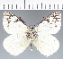  (Pieridae_gen sp. CF271 - CFCD02776)  @11 [ ] copyright (2023) Center For Collection-Based Research Center For Collection-Based Research