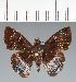  (Hesperiidae_gen sp. CF714 - CFCD02788)  @11 [ ] copyright (2023) Center For Collection-Based Research Center For Collection-Based Research