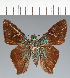  (Hesperiidae_gen sp. CF717 - CFCD02791)  @11 [ ] copyright (2023) Center For Collection-Based Research Center For Collection-Based Research