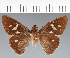  (Hesperiidae_gen sp. CF719 - CFCD02793)  @11 [ ] copyright (2023) Center For Collection-Based Research Center For Collection-Based Research